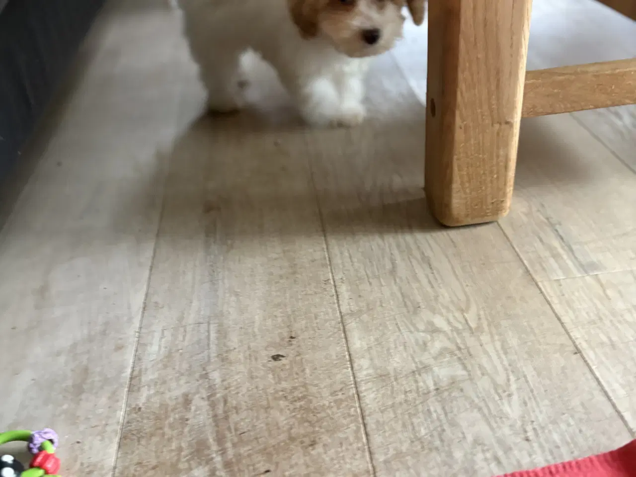 Billede 19 - HAVAPOO HVALPE-REJSEKLARE NU!