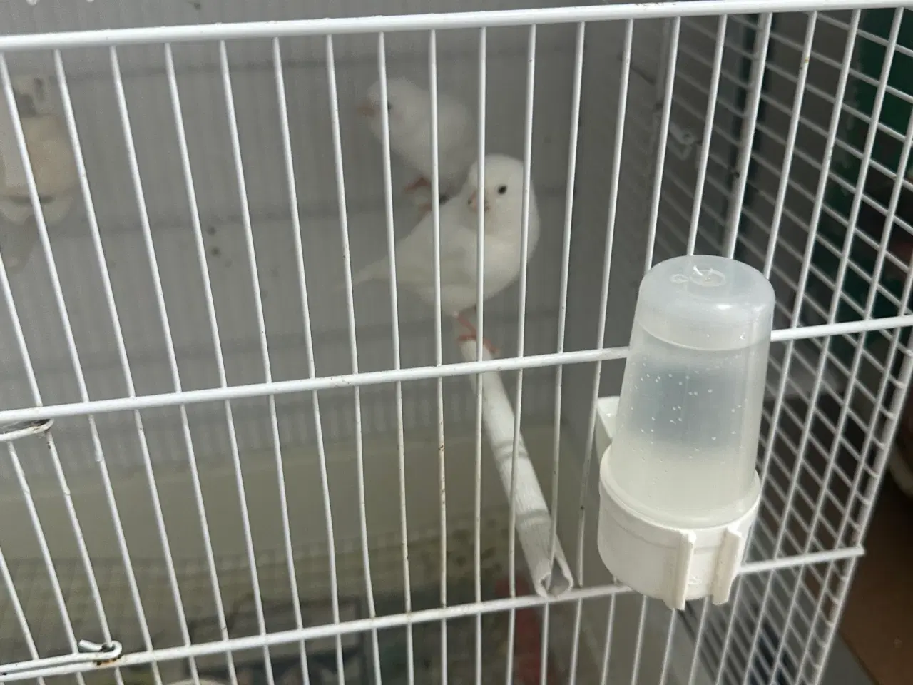 Billede 2 - Et par hvid racisev