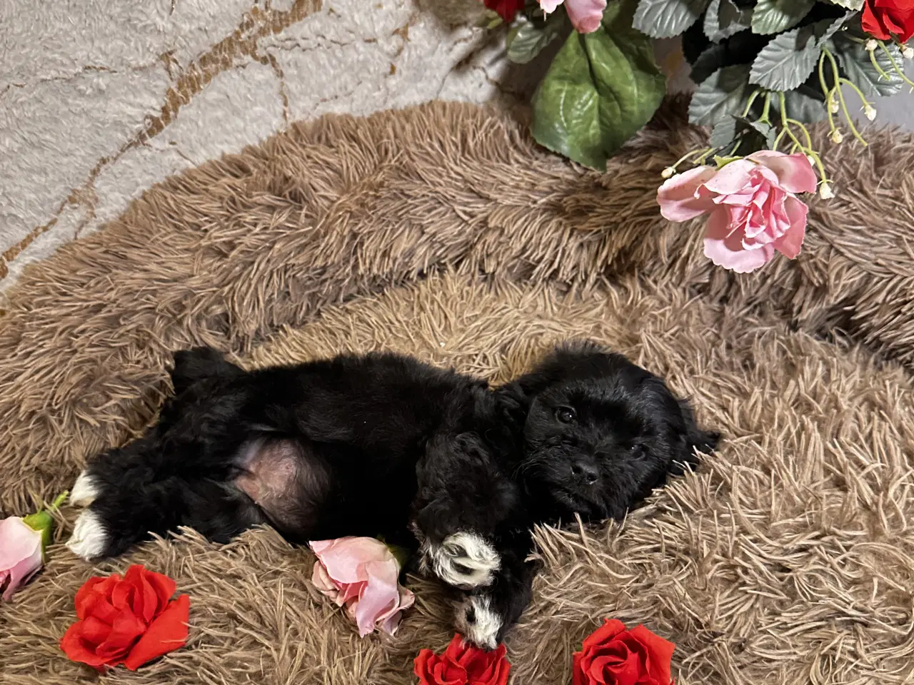 Billede 18 - Cavapoo F2B 