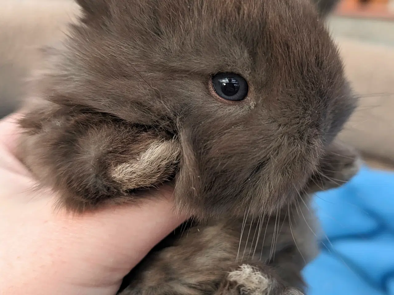 Billede 5 - Hermelin kaninunge sælges