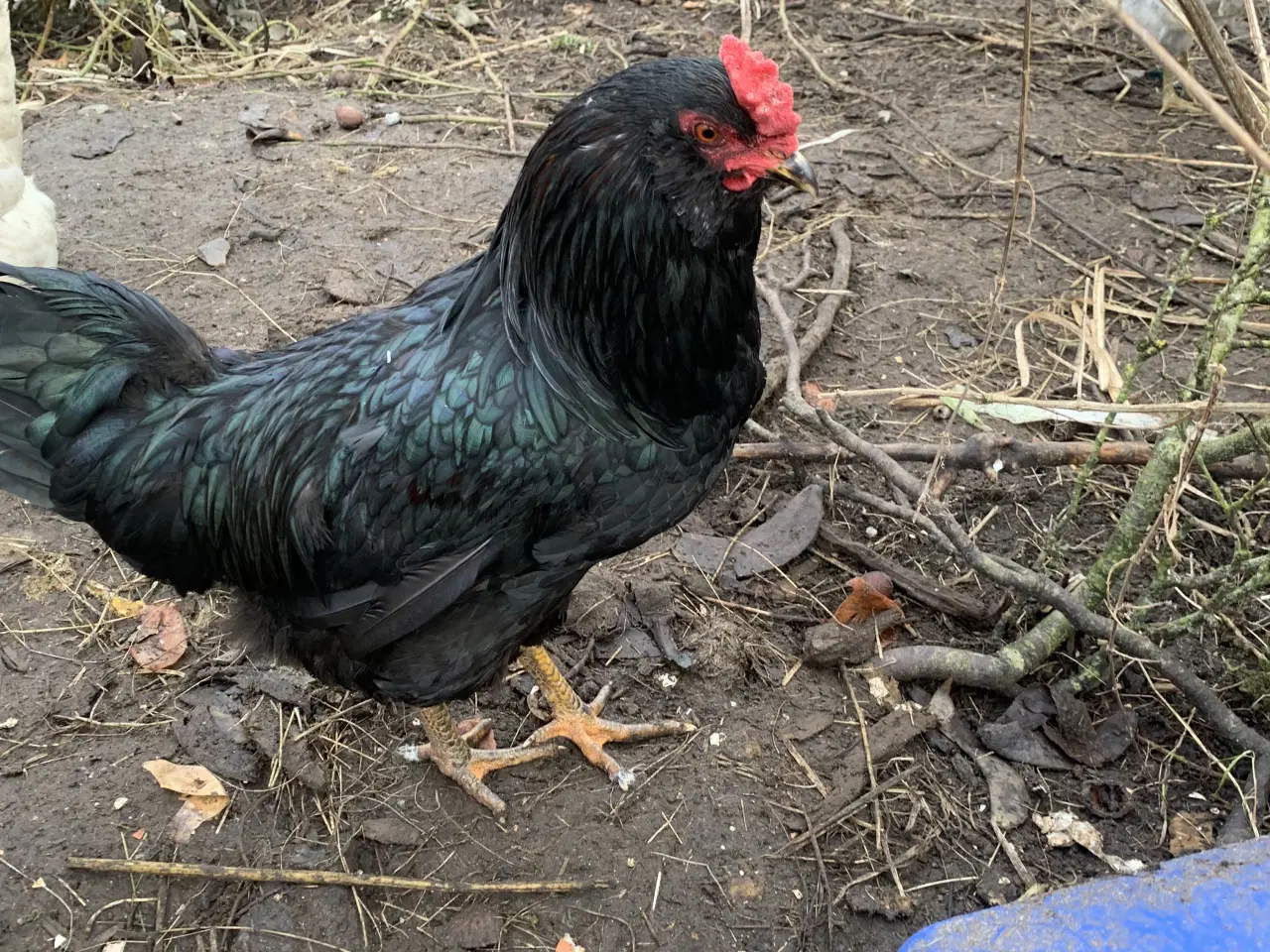 Billede 1 - Flot sort hane