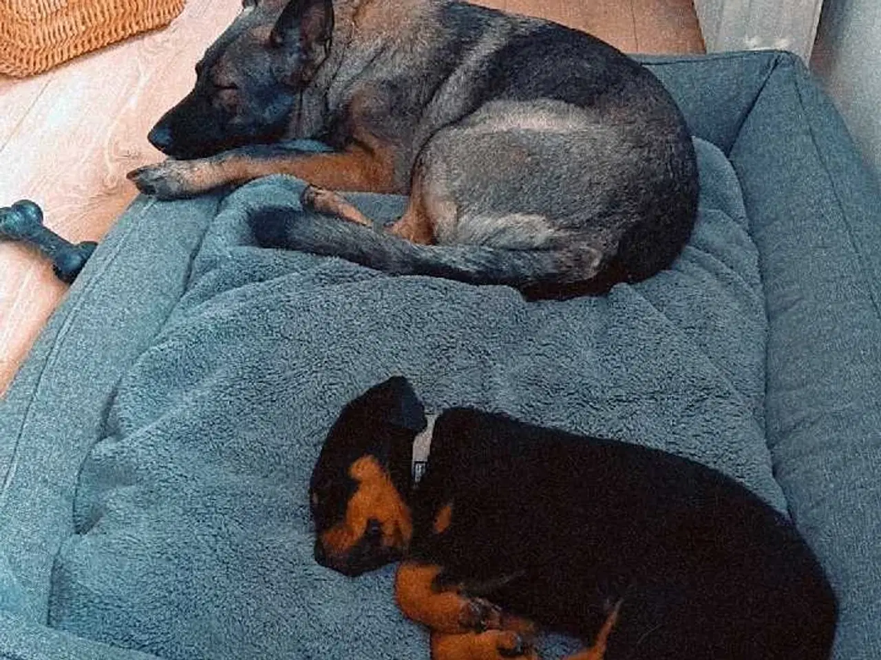 Billede 4 - Dejlig rottweiler han 