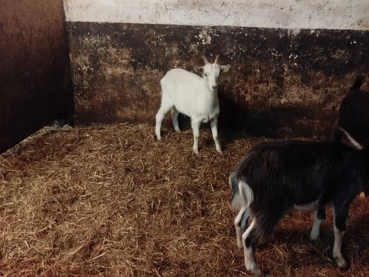 Billede 4 - Landrace kastrater søger nyt hjem