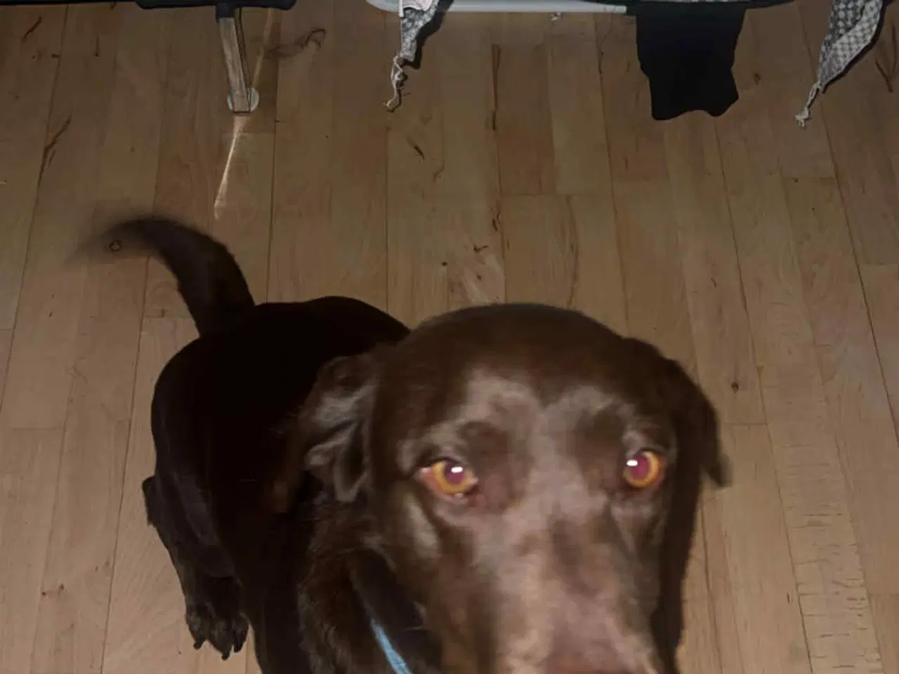 Billede 3 - Zika søger nyt hjem grundet ændring familie