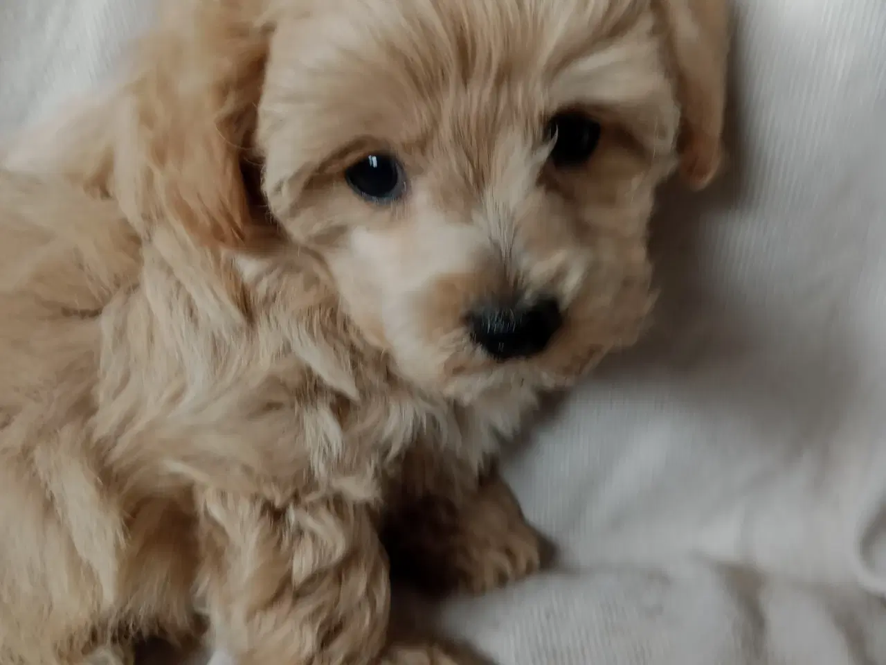 Billede 7 - Maltipoo hvalpe