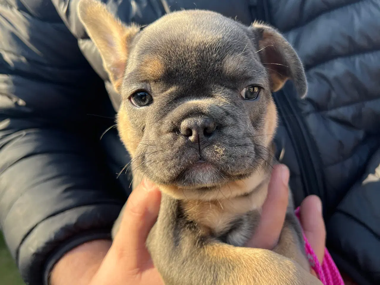 Billede 1 - Fransk bulldog hvalp