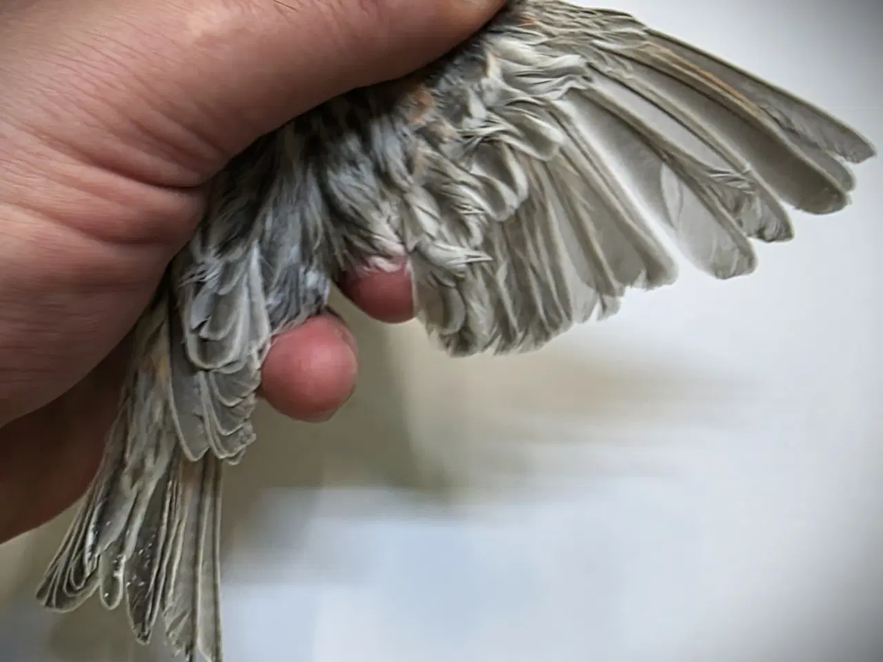 Billede 6 - Race kanarier