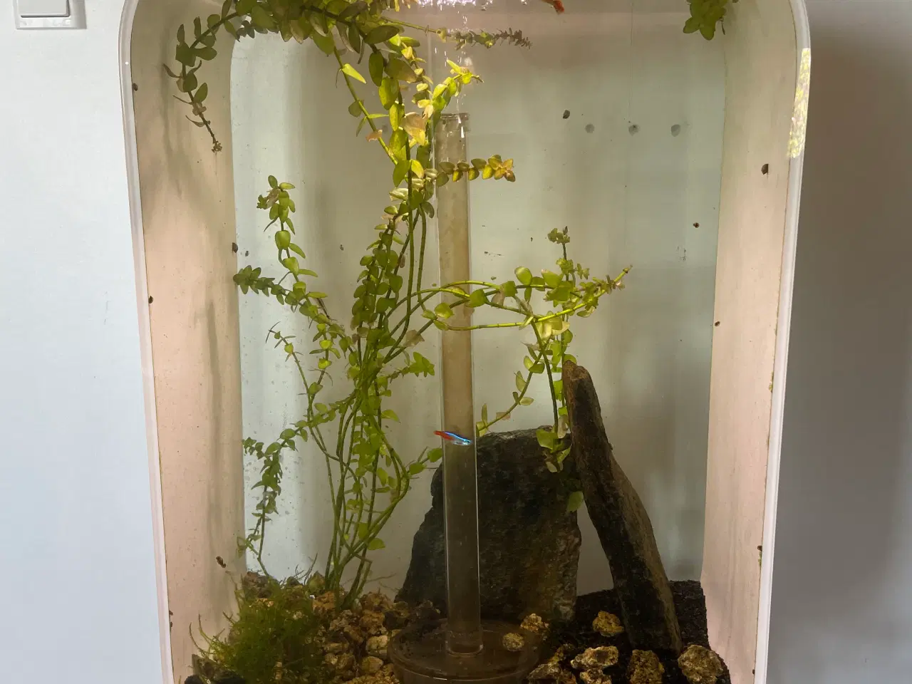Billede 2 - Akvarie