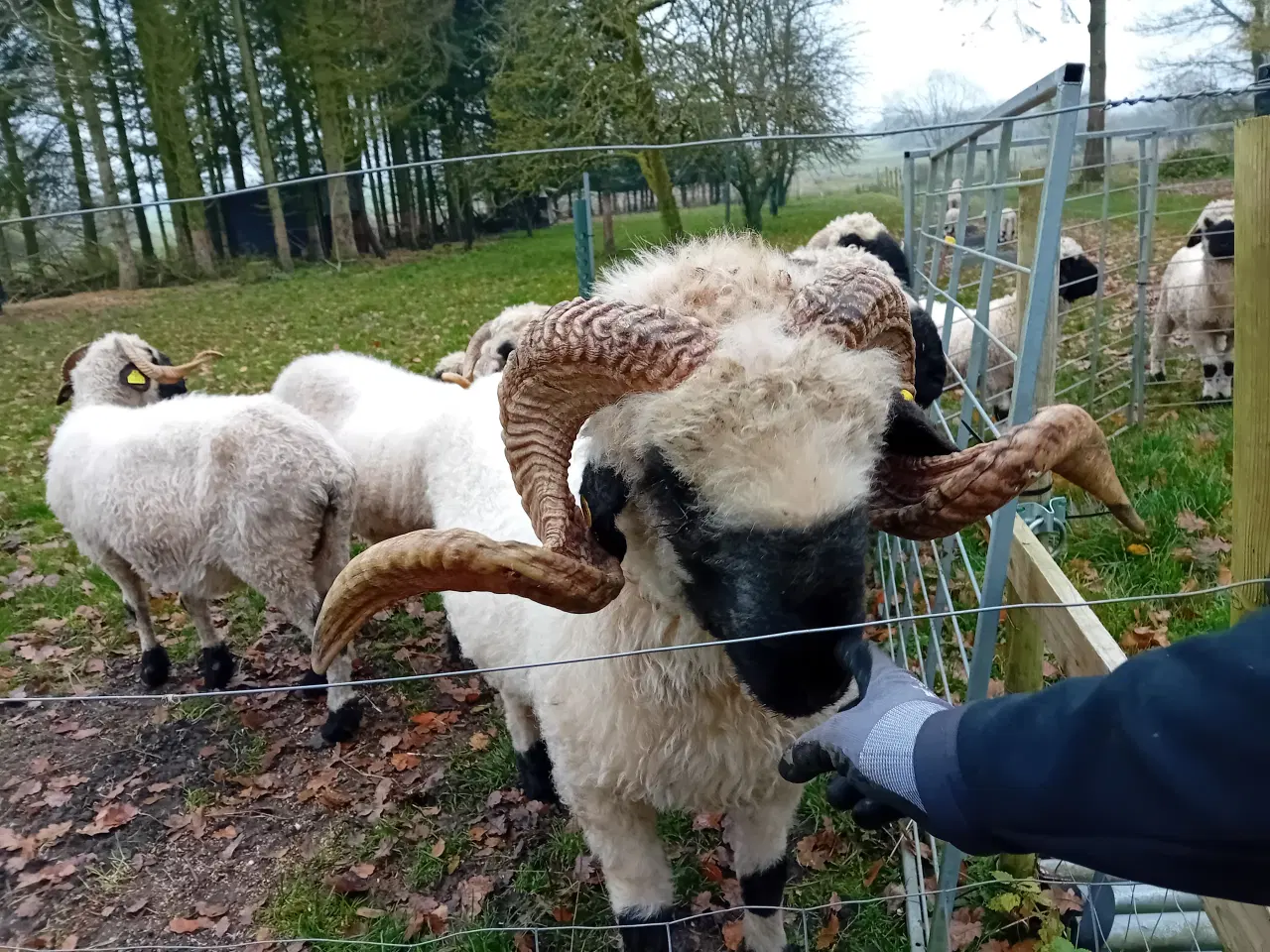 Billede 2 - Valais Blacknose gimmer- og vædderlam 