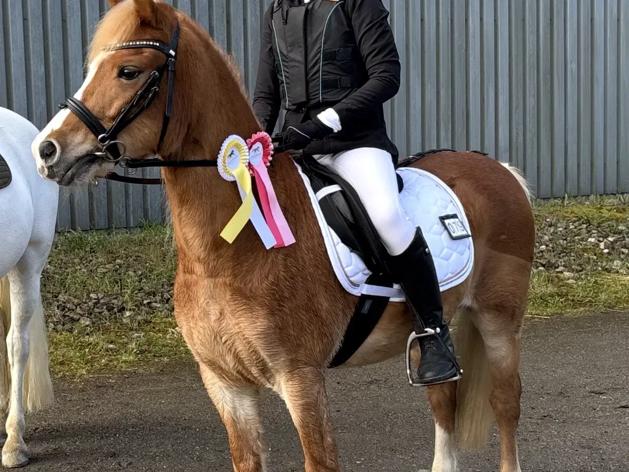 Billede 1 - Skøn kat. 3 pony søger nyt hjem