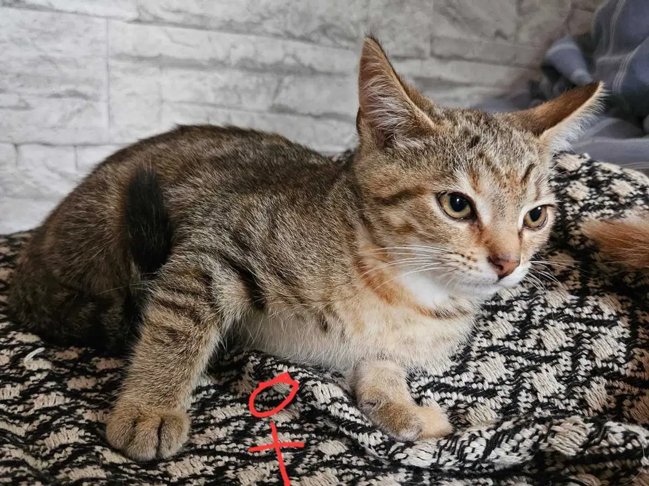 Billede 4 - Killinger