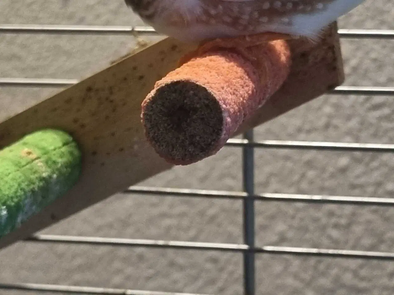 Billede 3 - Zebrafinker gives bort