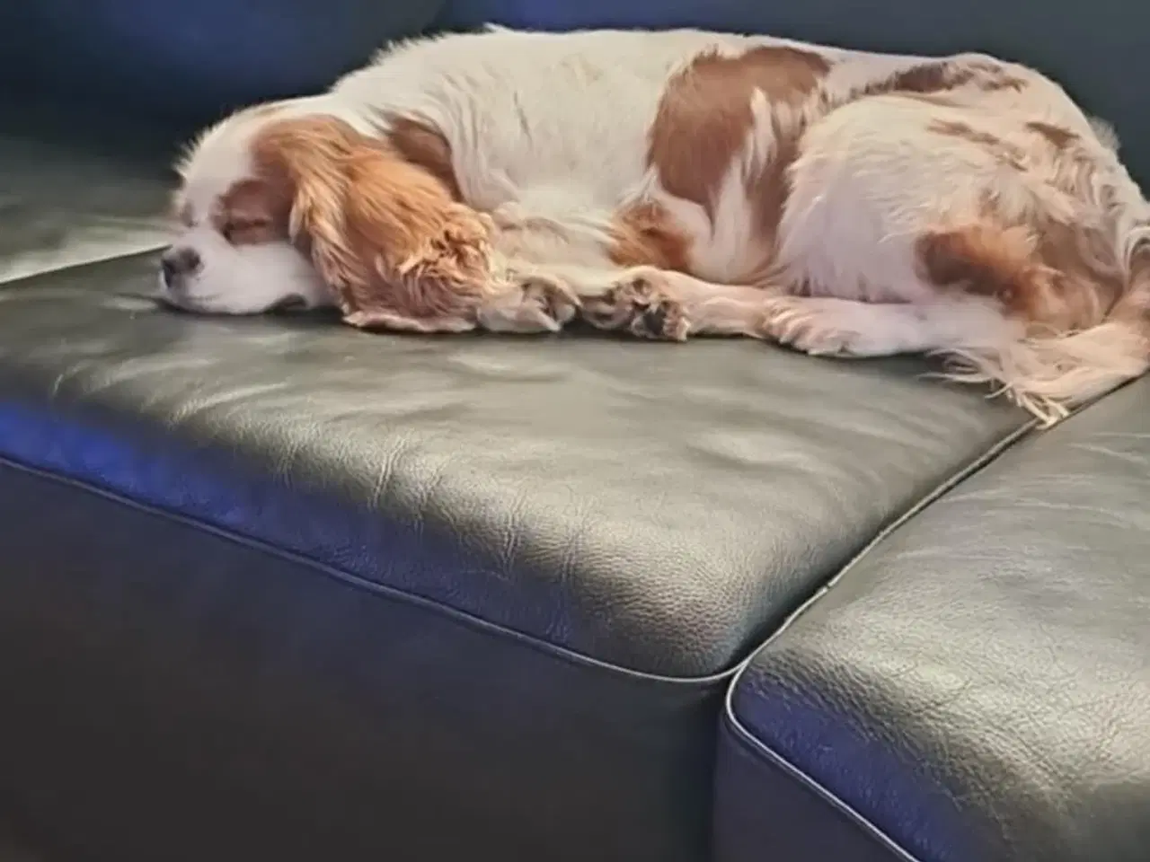 Billede 4 - Ønsker nyt hjem til vores damer her