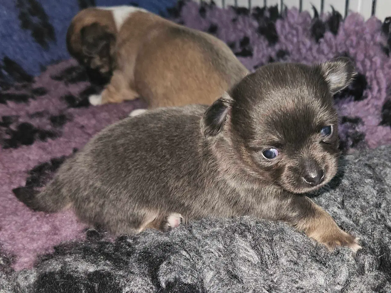 Billede 7 - 3 drenge 2 langhåret 1 korthårog 1 pige langhåret 