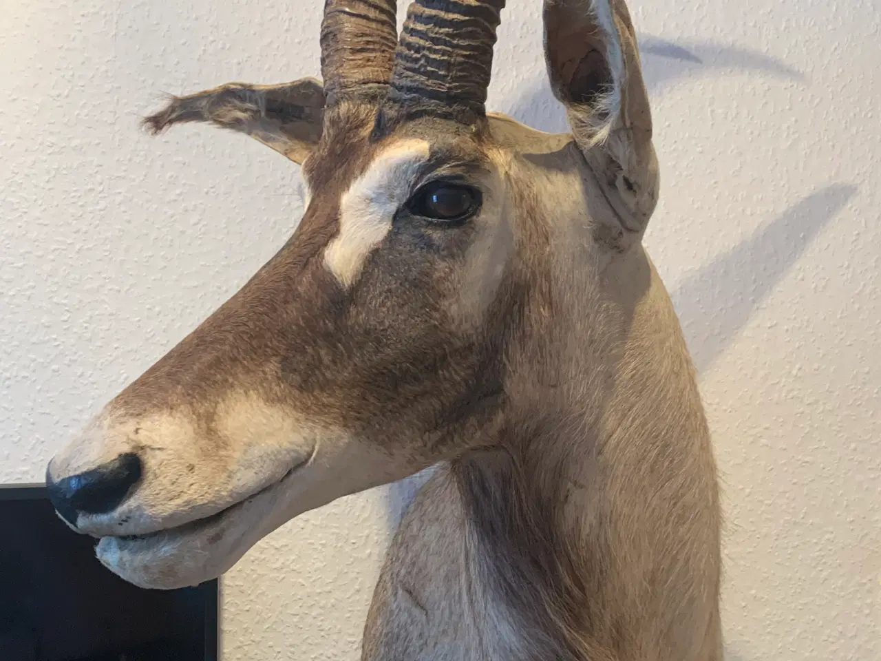 Billede 2 - Udstoppet Roan Antilope