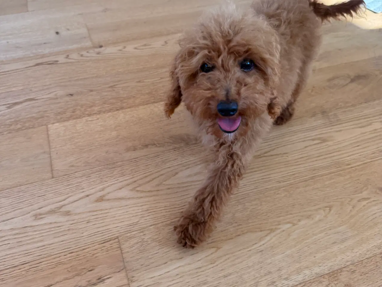 Billede 5 - Maltipoo han hvalp på næsten 6 måneder sælges. 