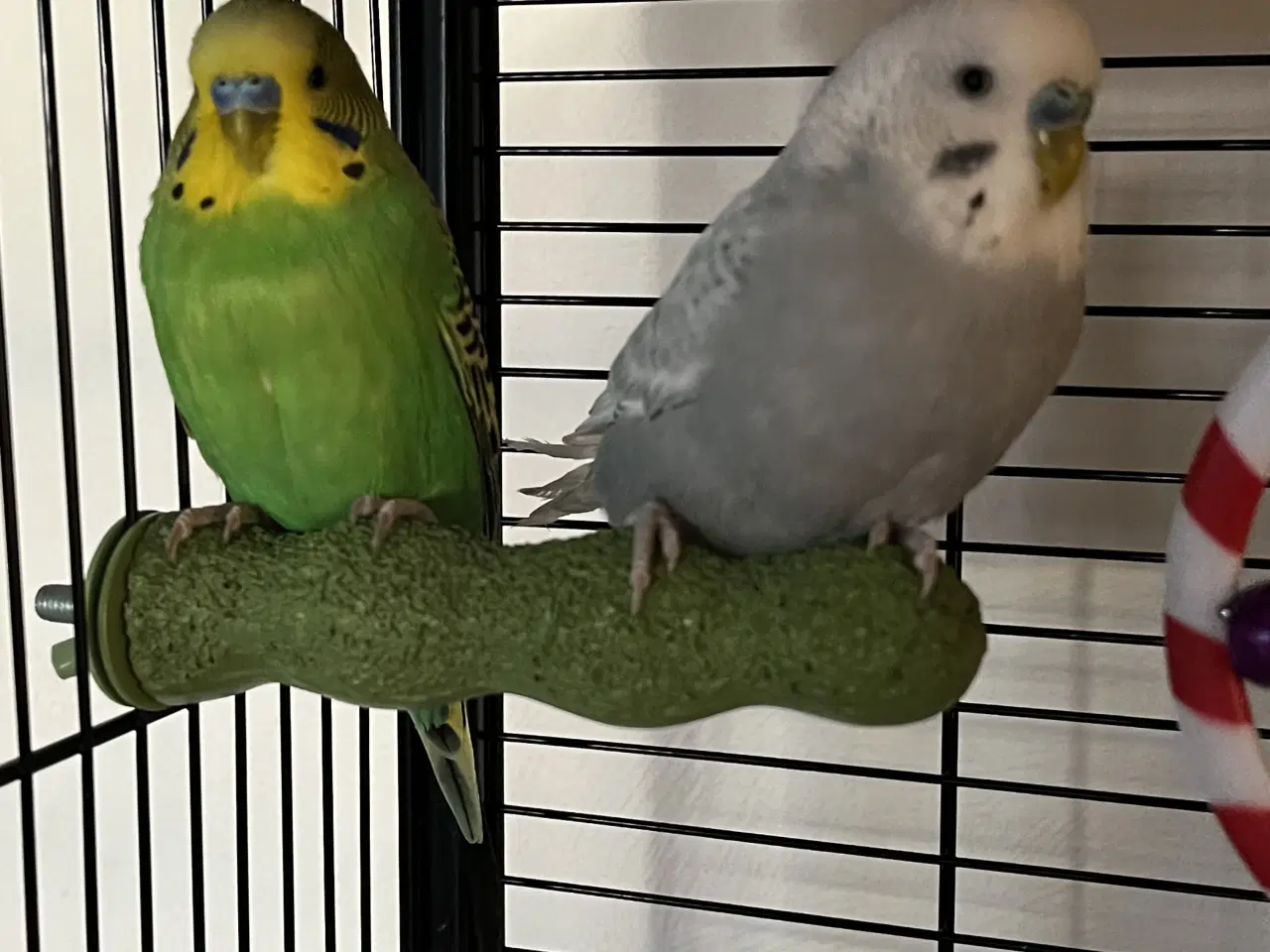 Billede 1 - Undulater 