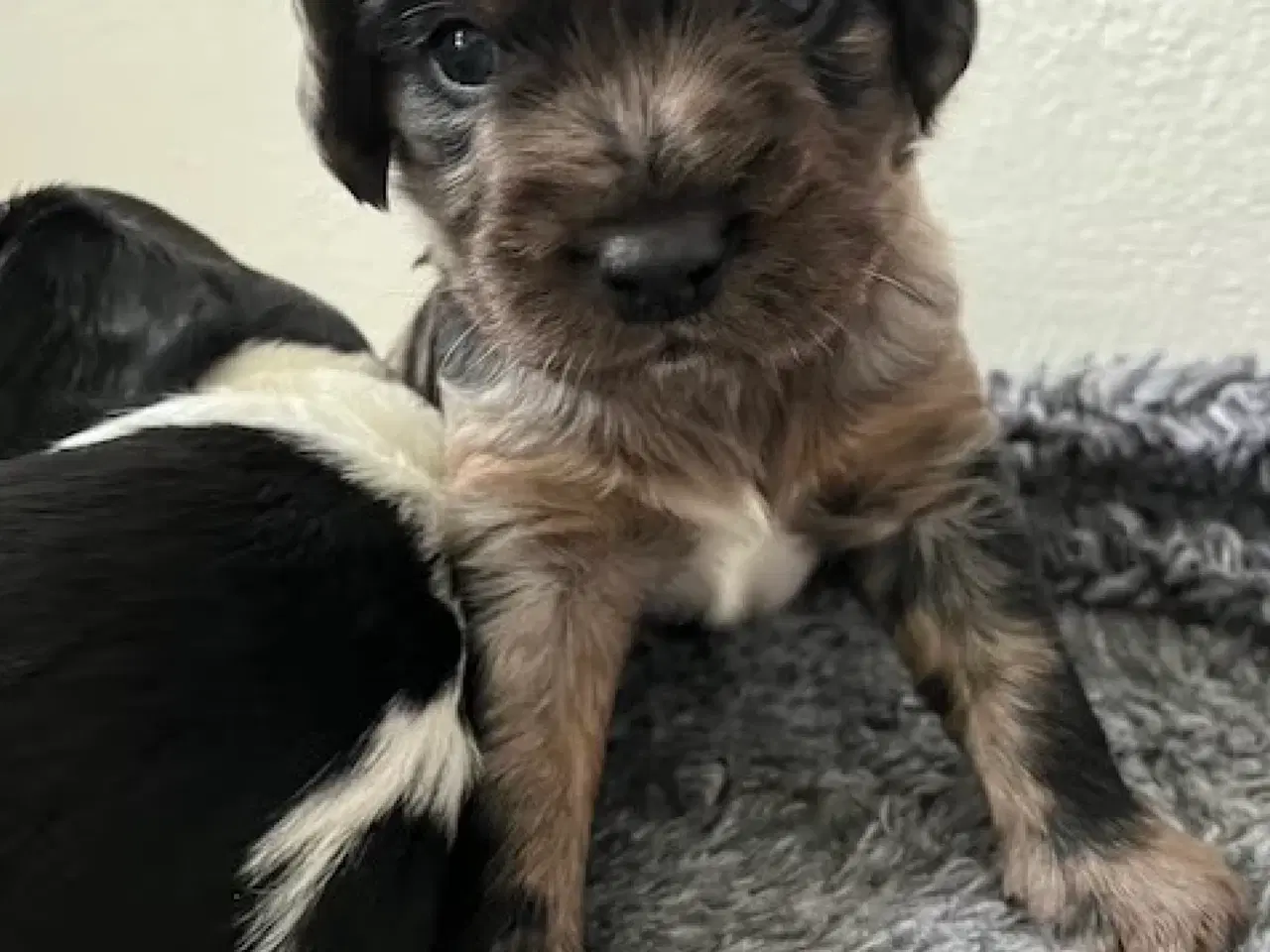 Billede 15 - Cockalier hvalpe med Aussie twist