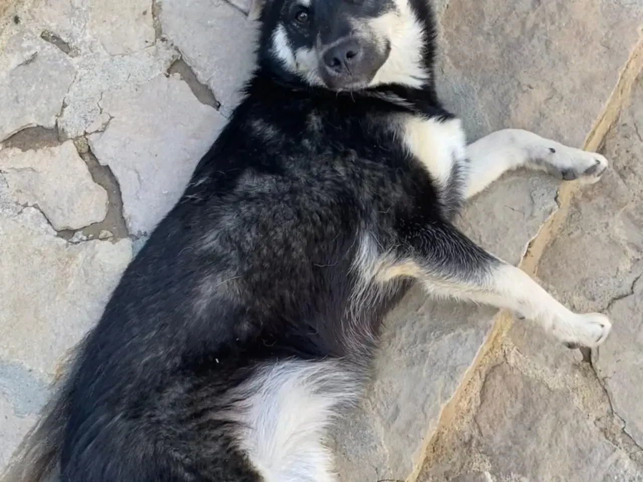 Billede 9 - Smukkeste Apollo søger sit 4ever hjem