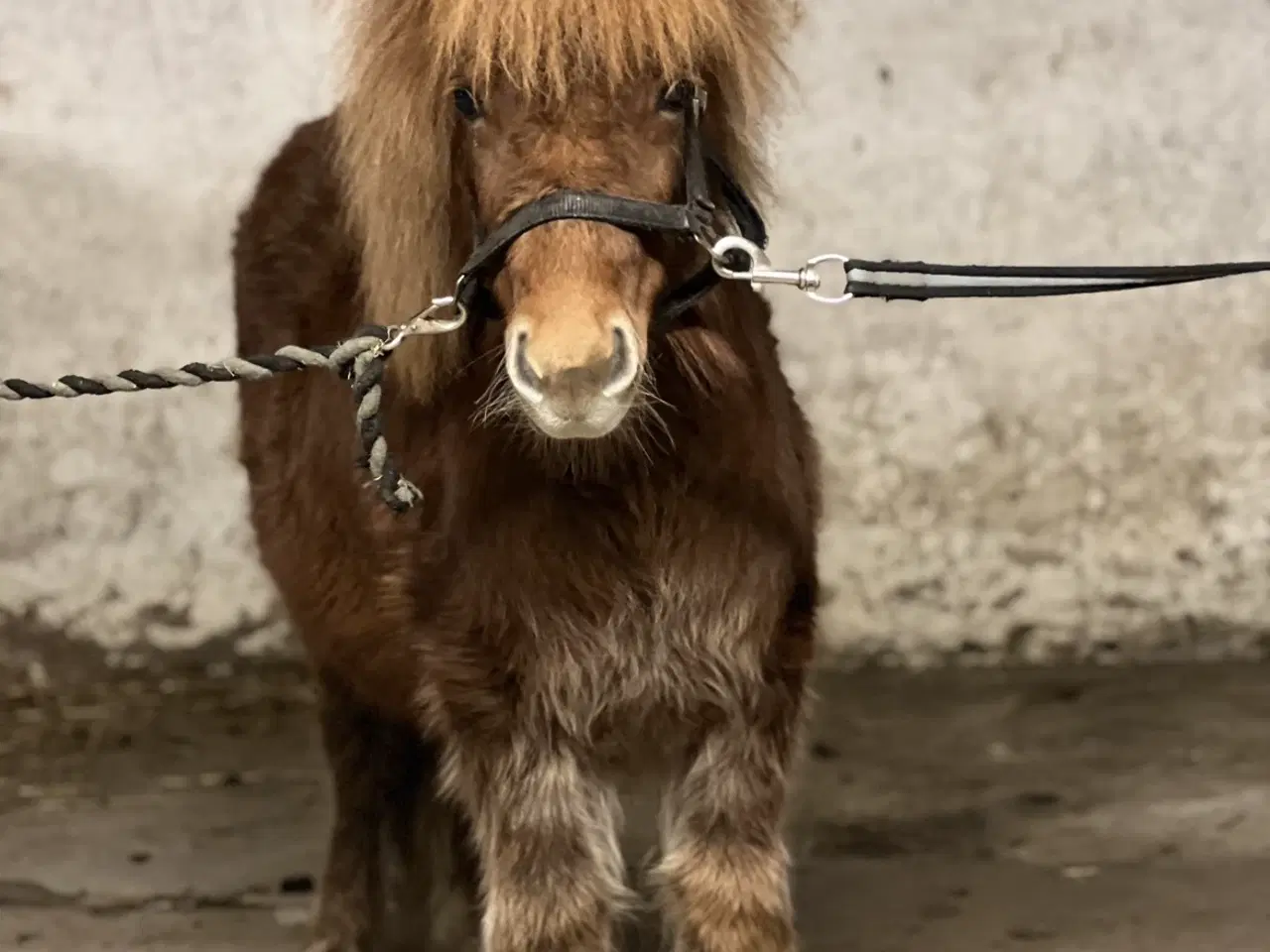 Billede 4 - Shetlænder hoppe