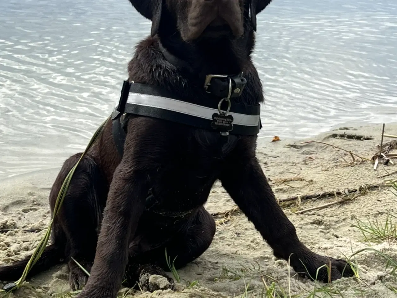 Billede 2 - Brun labrador 