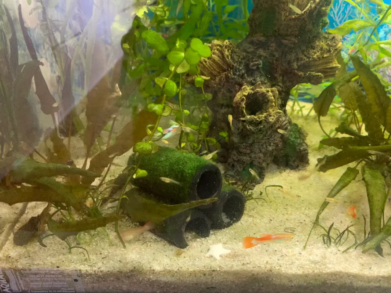 Billede 6 - Guppy/endlers mix yngel