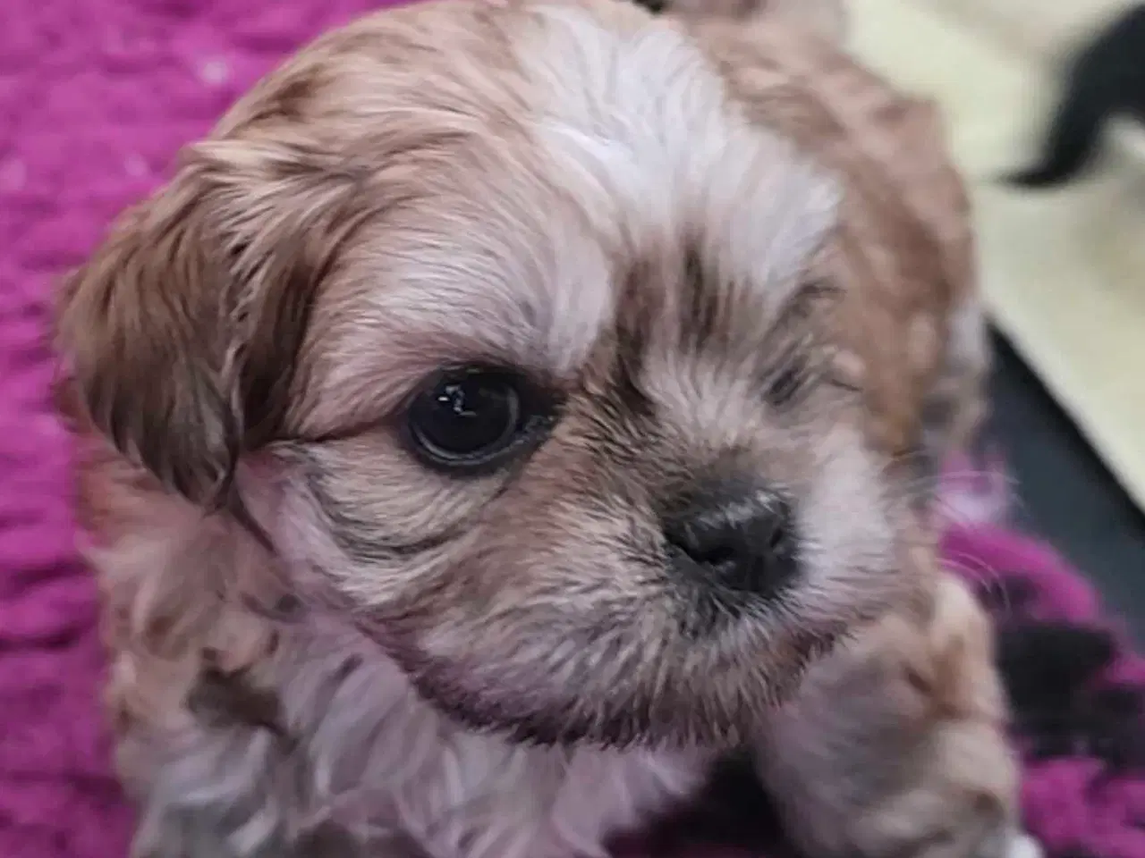 Billede 6 - Super dejlig tæve