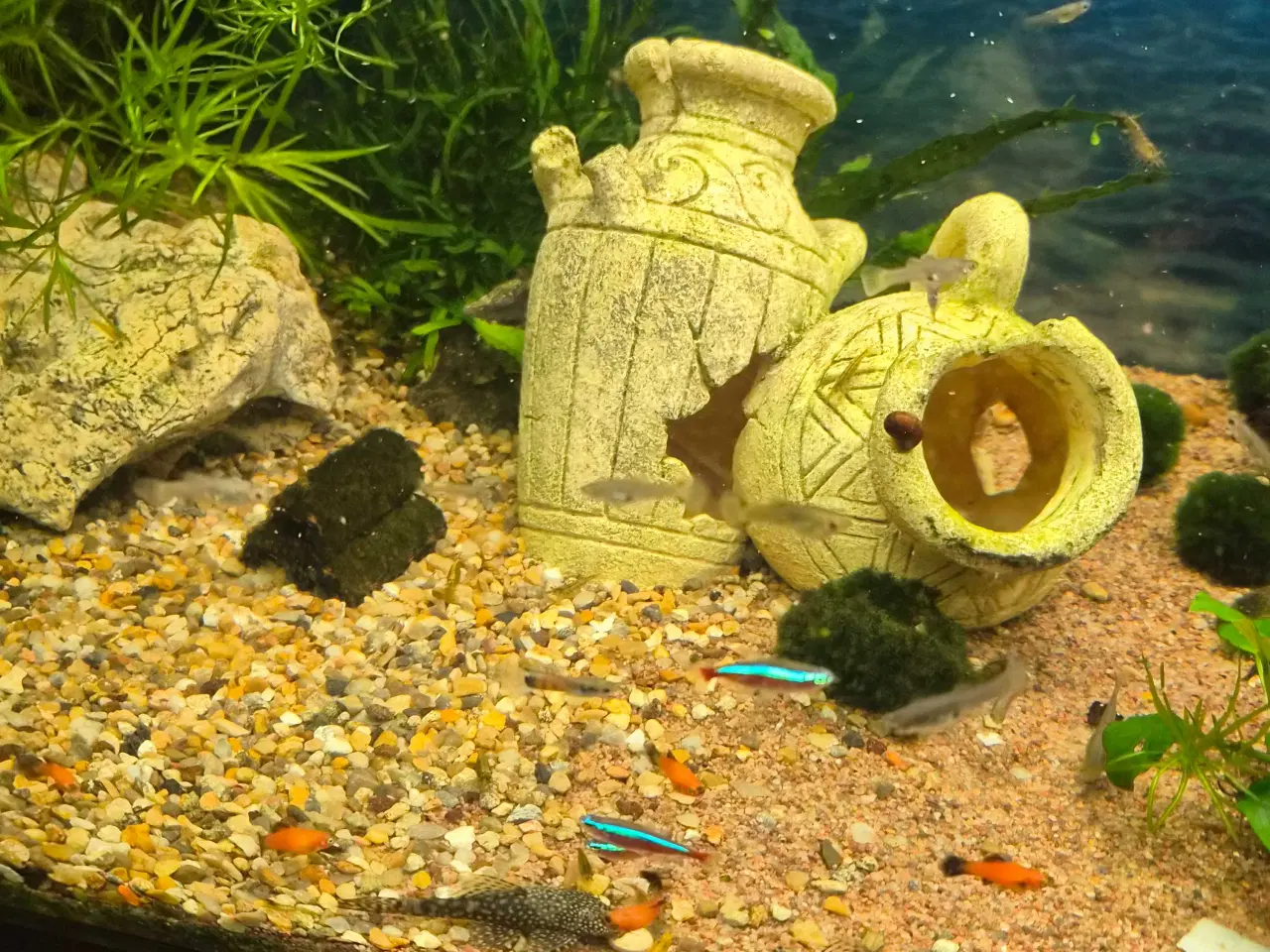 Billede 3 - Molly og Guppy yngel