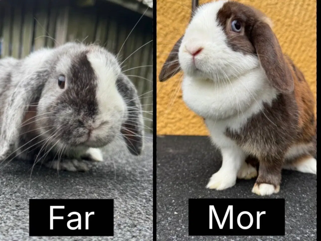 Billede 4 - Han Dværgvædder unger sælges 