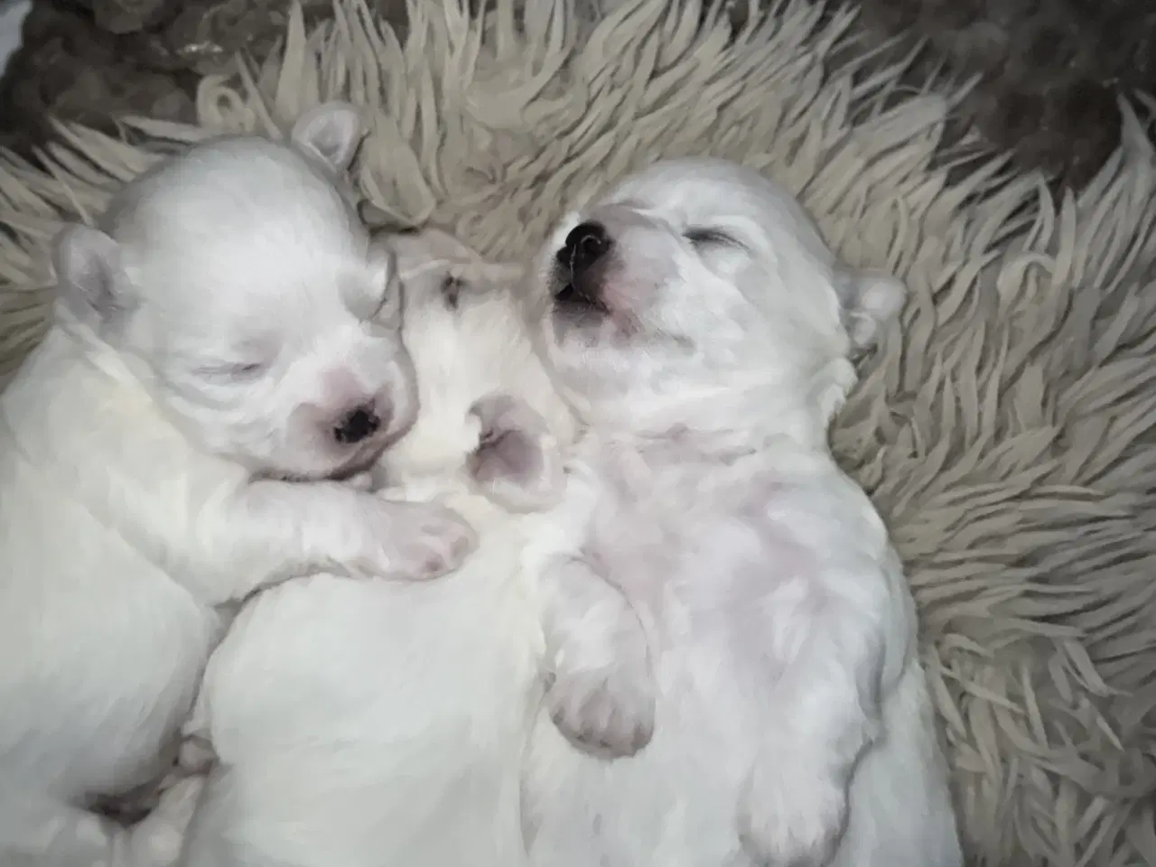 Billede 5 - Malteser/Coton hvalpe 21 dage d 3/3