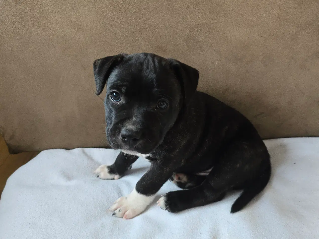 Billede 8 - Staffordshire Bullterrier Terrier