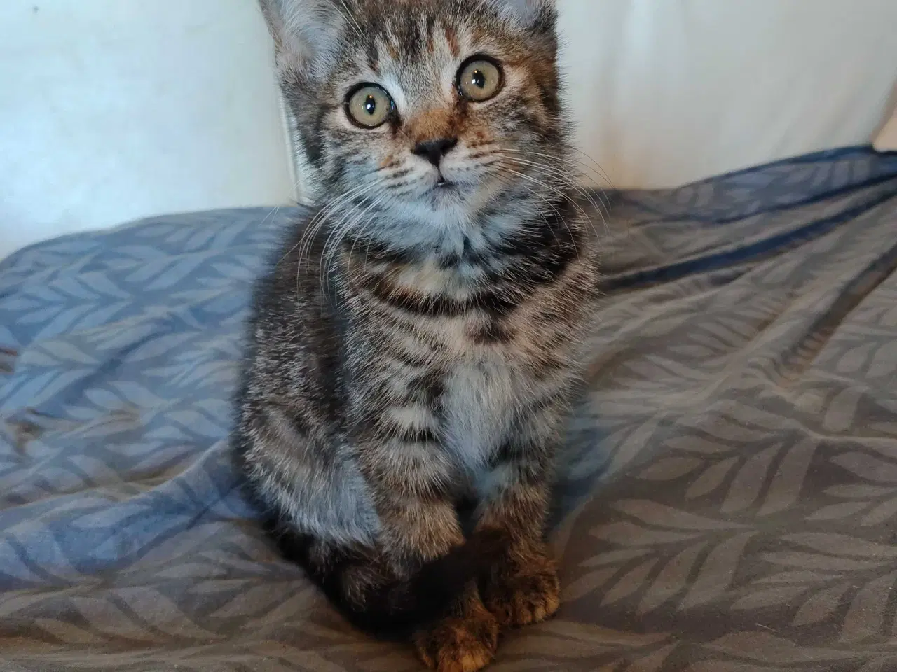 Billede 2 - Main Coon Bla. 🐈