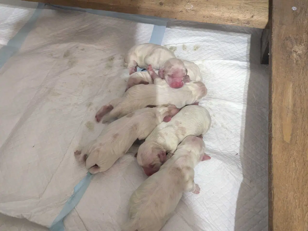 Billede 1 - Engelsk Cocker Spaniel hvalpe