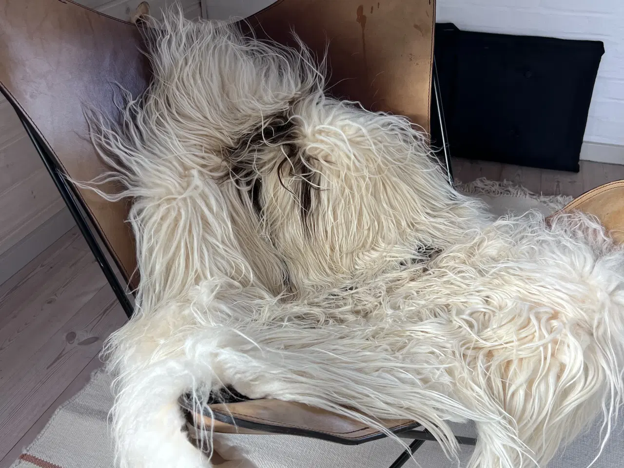 Billede 3 - Flagermusstol