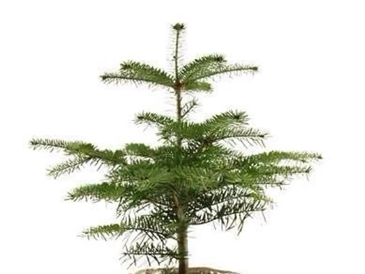 Billede 1 - Normannsgran 