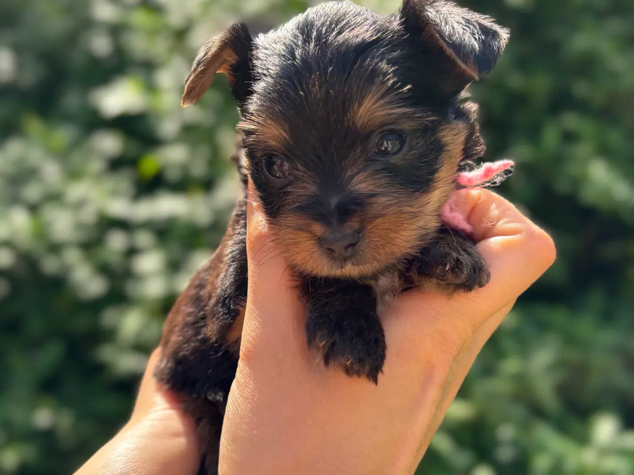 Billede 2 - Yorkshire terrier 