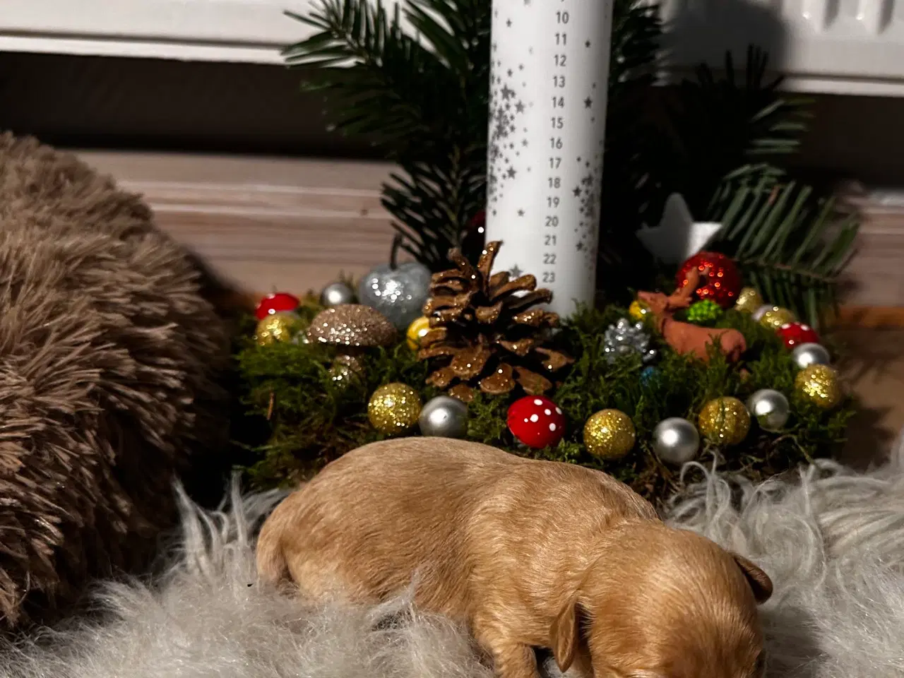 Billede 11 - Cavapooo