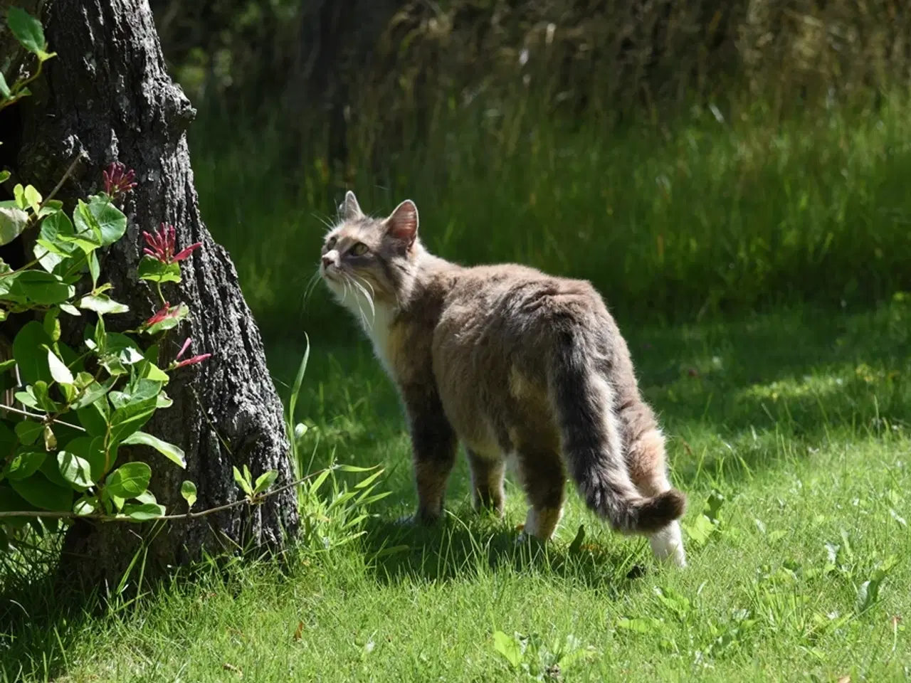 Billede 5 - Fluffy, legesyg kat søger et kærligt hjem