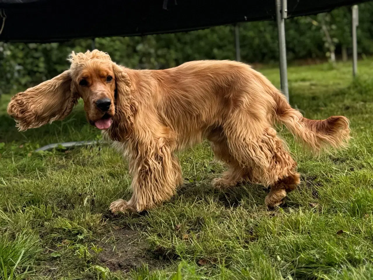 Billede 3 - Erfaren Avl – Smuk & Rolig Engelsk Cocker Spaniel 