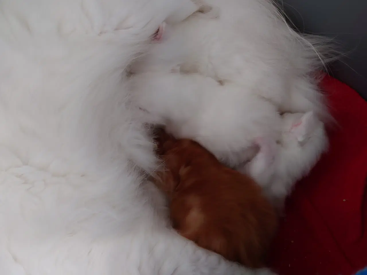Billede 4 - Maine coon killinger uden tavle