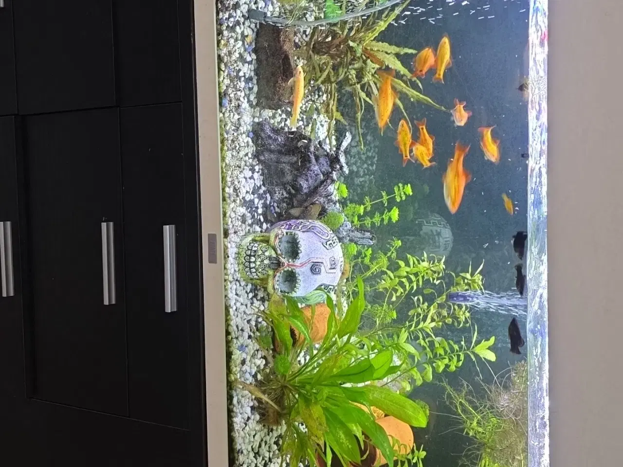 Billede 7 - Juveler Akvarie 340 L