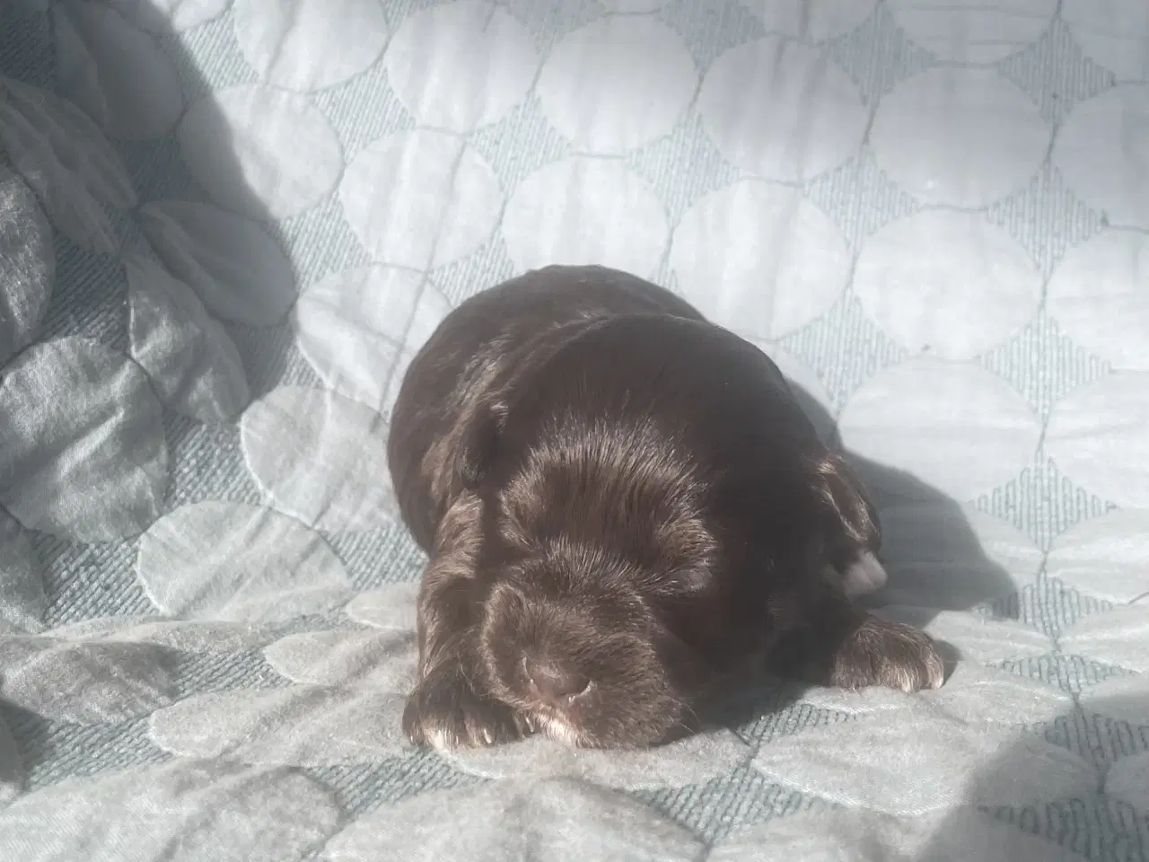 Billede 3 - Chokolade og sorte Bichon Havanais hvalpe