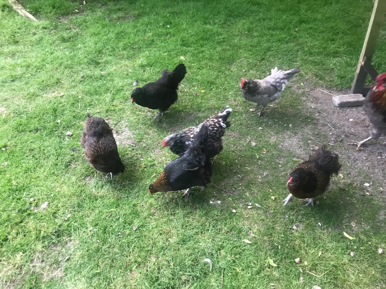 Billede 6 - Araucana 