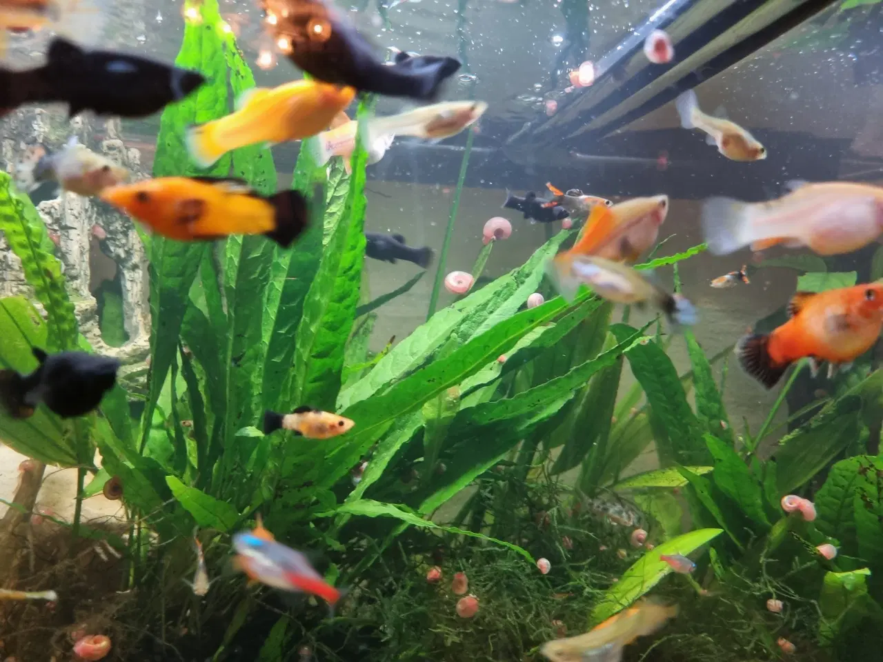 Billede 3 - Molly og guppy