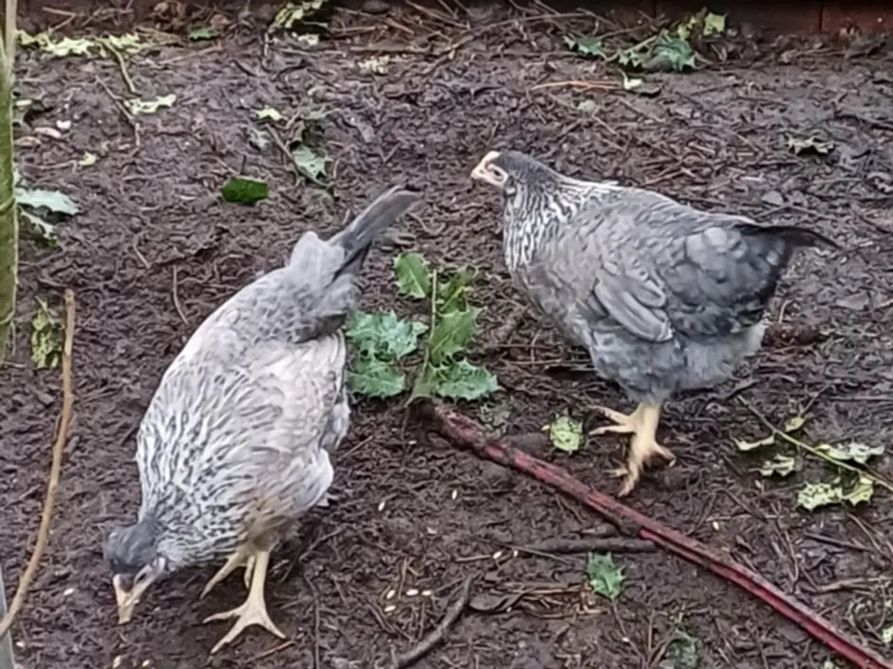 Billede 5 - Bielefelder/Legbar/Grønlægger