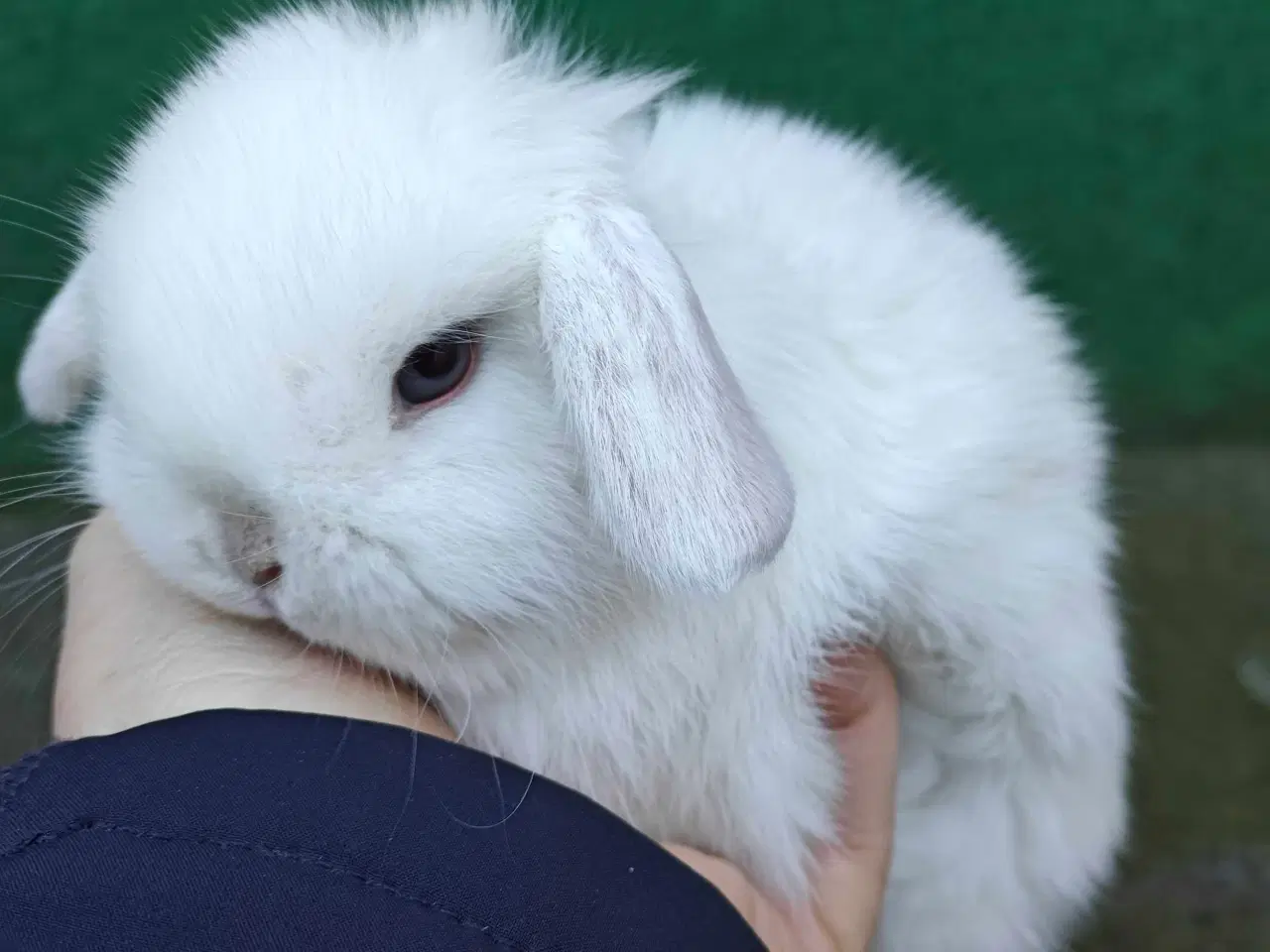 Billede 1 - Minilop hanunge