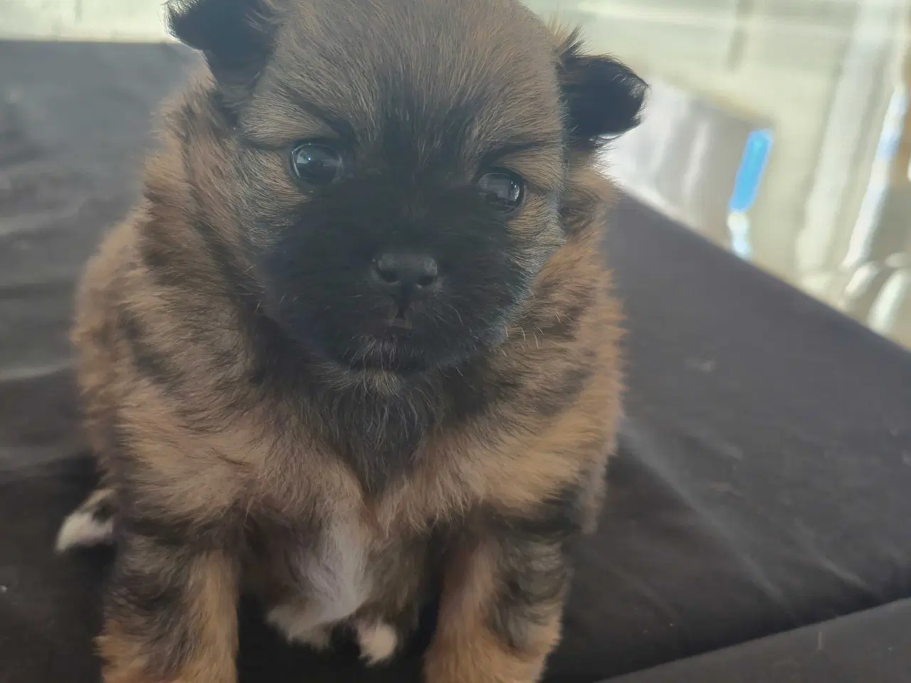 Billede 3 - Pomeranian/Chihuahua