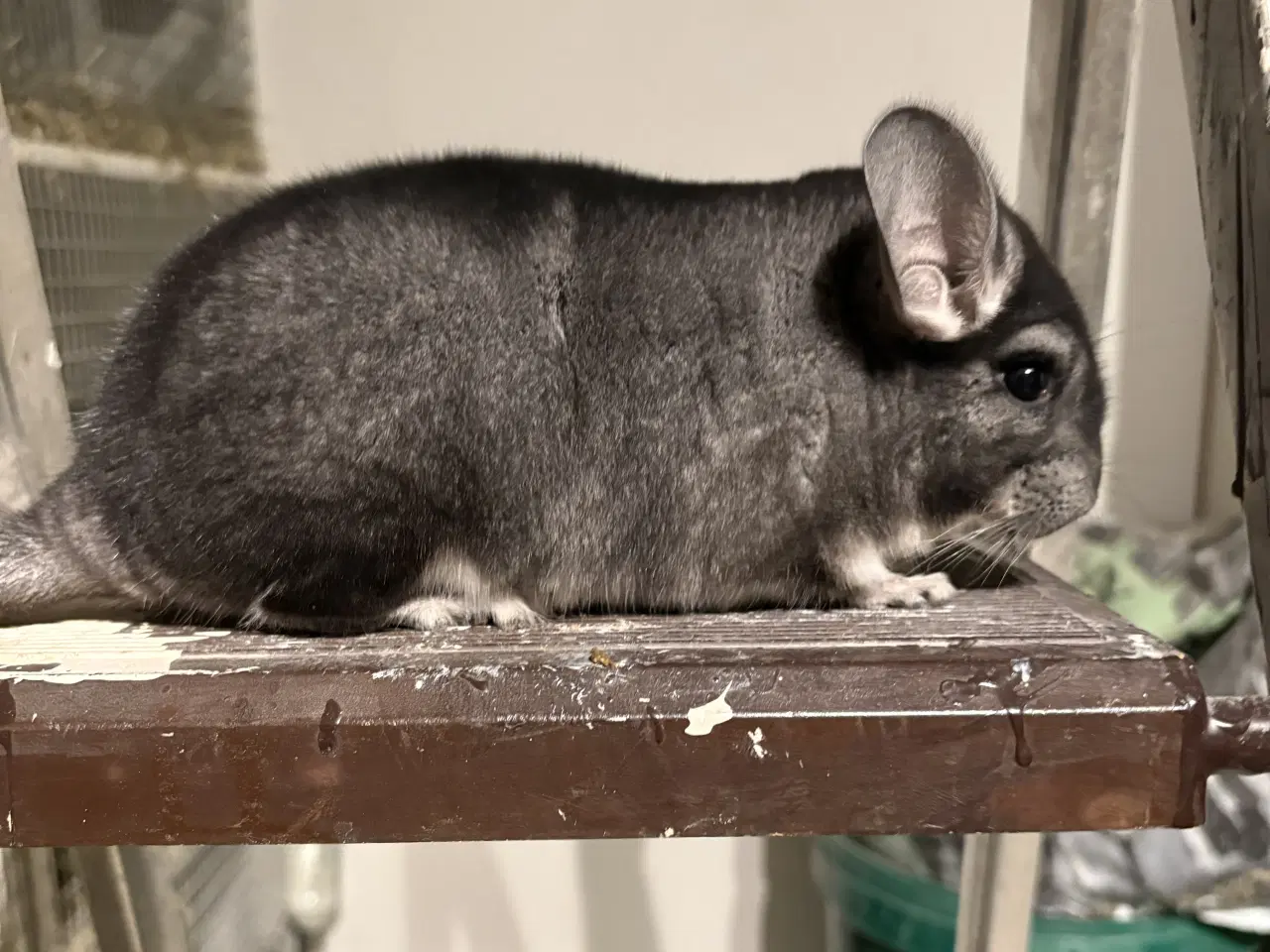 Billede 1 - HUN Pure grey chinchilla