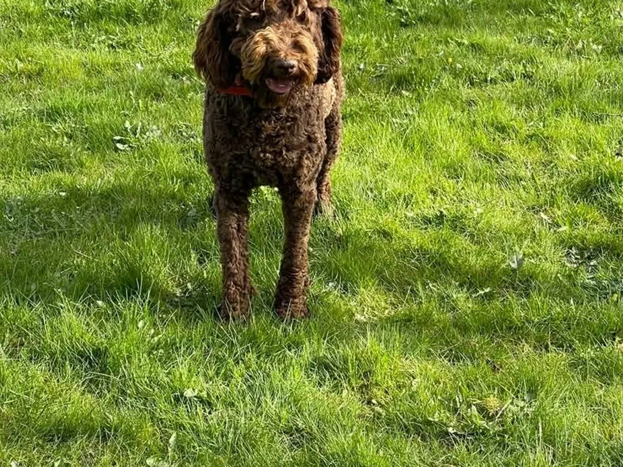 Billede 4 - 🐾 Skøn stor Goldendoodle pige 4 år 🐾