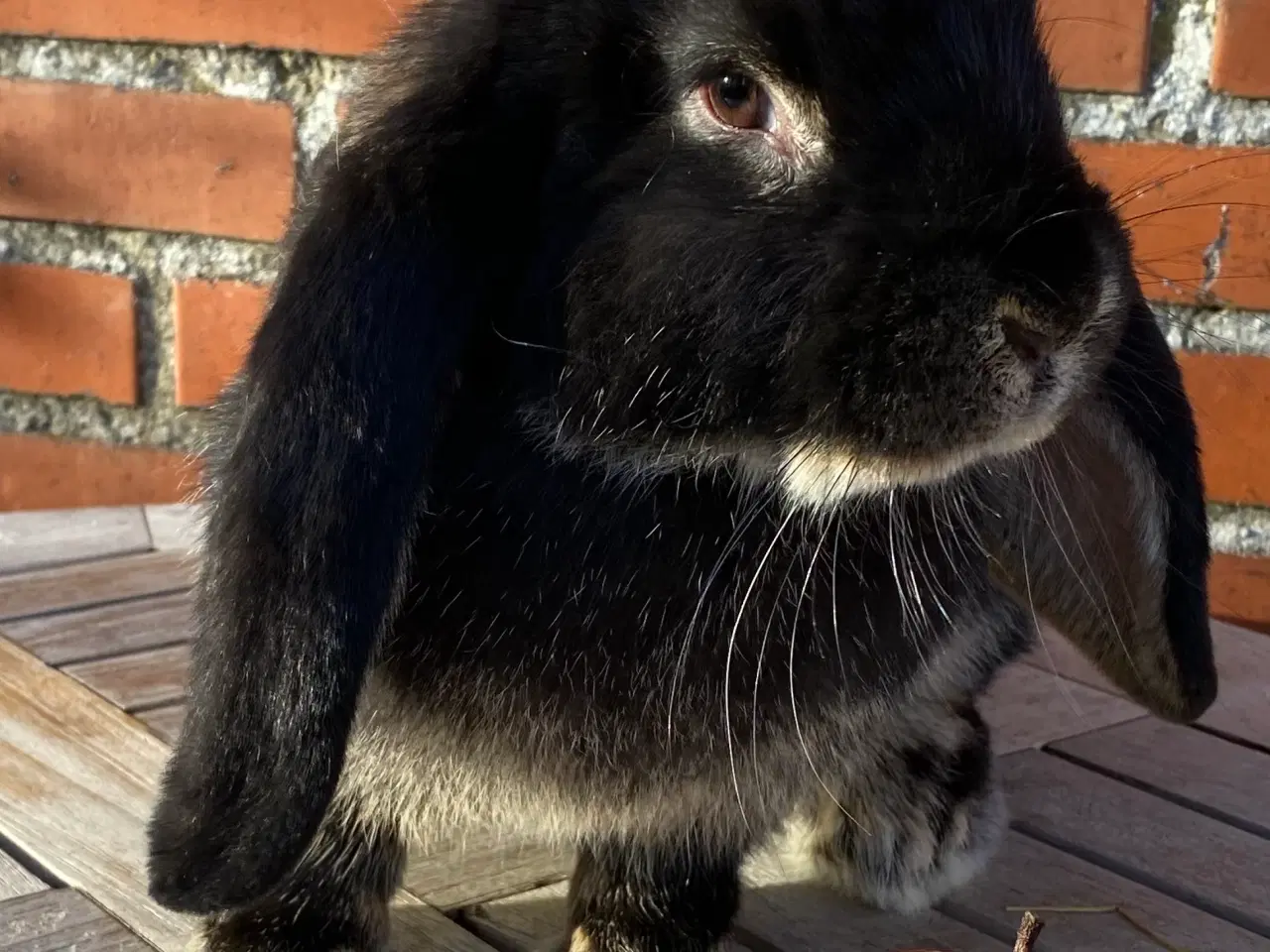 Billede 1 - FRANSK VÆDDER HUN SORT OTTER